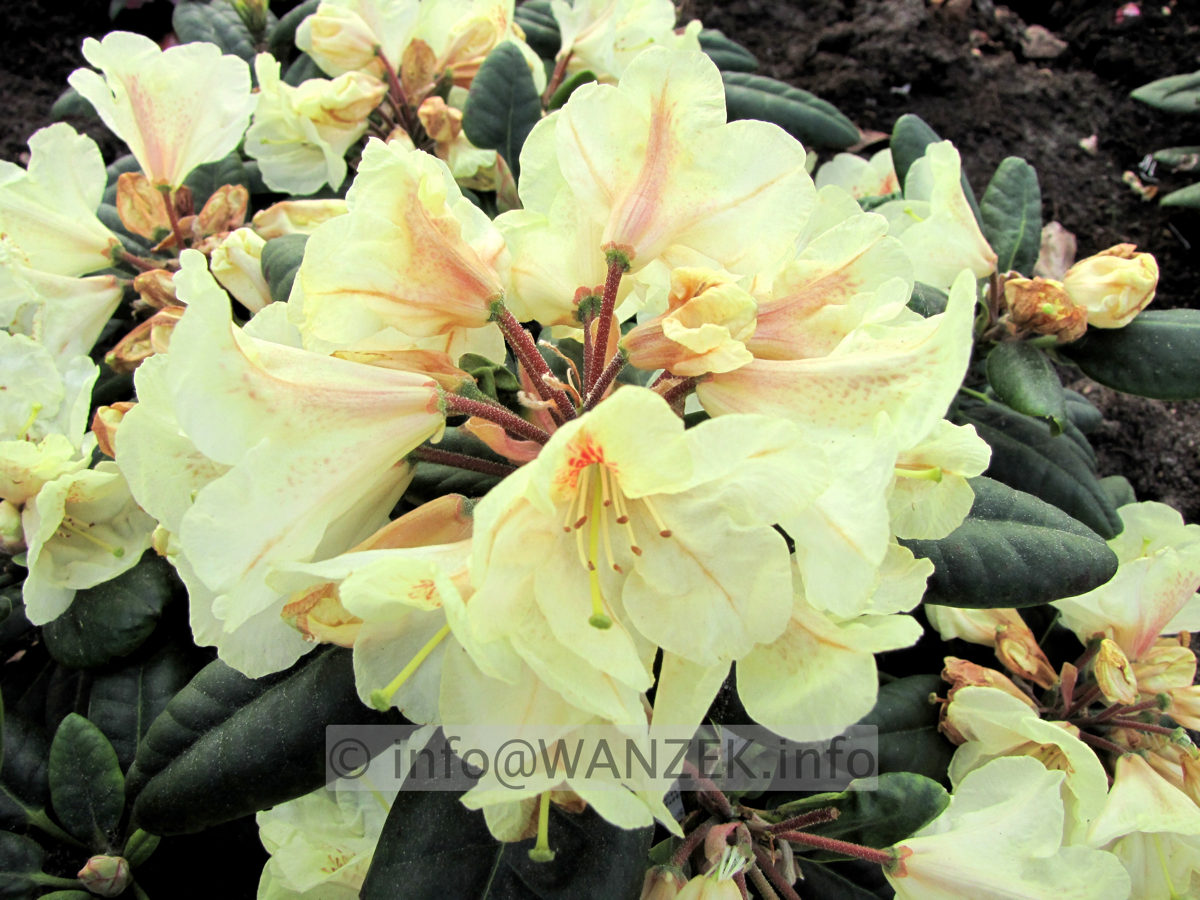Rhododendron Goldbukett 01.JPG